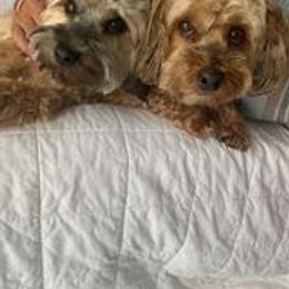 Havanese All Grown Up from Spring Meadow Havanese