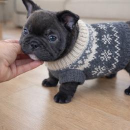 Smudge - Brindle and white male French Bulldog puppy in Kerens, West Virginia from Leather & Lace