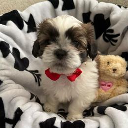 Mush - Red and white male Shih Tzu puppy in Oak Hills, California from High Desert  Shih Tzu