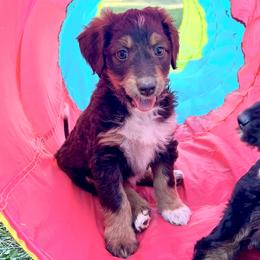 Aussiedoodle Puppies from A Dose Of Doodle