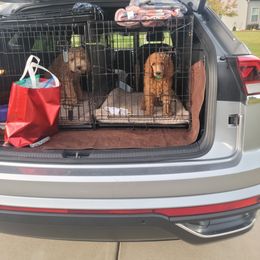 Poodle Puppies from Dannebrog Poodles