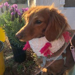 Sedona - Dachshund