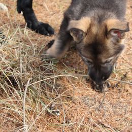 German Shepherd Puppies from Thornock Shepherds