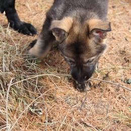 German Shepherd Puppies from Thornock Shepherds