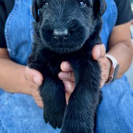 Giant Schnauzer and Miniature Schnauzer Puppies from My Angel Schnauzers