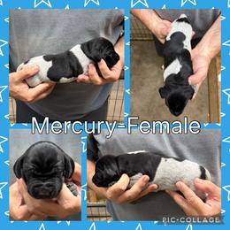 Mercury - Black roan female German Shorthaired Pointer puppy in Pierz, Minnesota from RFP Pointers German Shorthaired Pointers