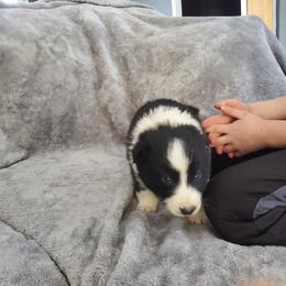 Bow - Black and white male Border Collie puppy in Chester, Vermont from Countryside Border Collies