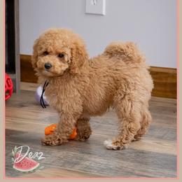Armani - Red male Cockapoo puppy in Connersville, Indiana from Deaz Doodle Ranch
