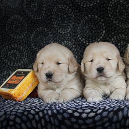 Golden Retriever Puppies from DoubleTake Goldens