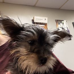 Gizmo - Black & tan tri-color male Morkie puppy in Winston Salem, North Carolina from Patty’s Paws