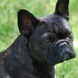 French Bulldogs from Baohuao Farms FBD