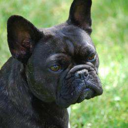 French Bulldogs from Baohuao Farms FBD