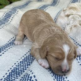 Cavapoos from Carolina Cavapoos