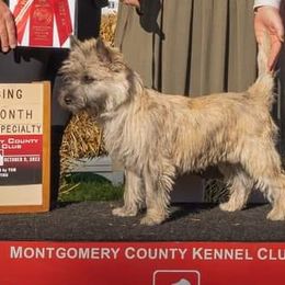 Cairn Terriers from CastleRock Cairns