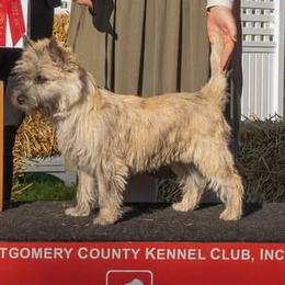 Cairn Terriers from CastleRock Cairns