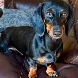 Cleah - Dachshund