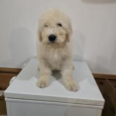 Komondor and Poodle Puppies from Christmas family standard poodles