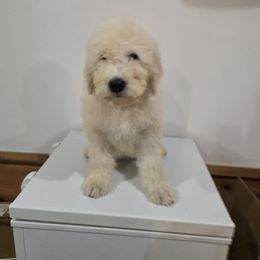 Komondor and Poodle Puppies from Christmas family standard poodles