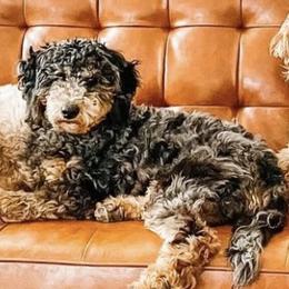 Marls - Goldendoodle