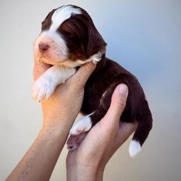 Boaz - Red tri-color male Aussiedoodle puppy in Orland, California from Shockley’s Elite Doodles