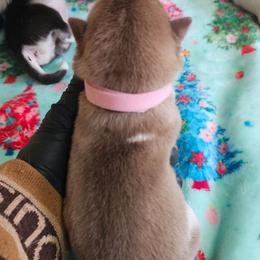 Vanila - Brown and white female Siberian Husky puppy in Springfield, Massachusetts from 16acreshuskies