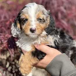 Magnolia (Aussie Bernedoodle) - Blue merle female Bernedoodle puppy in Oregon from Blue Skye Doodles