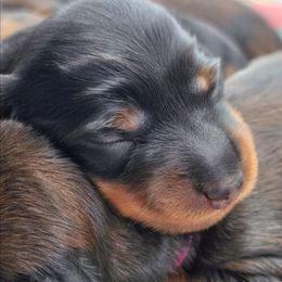 Mint Collar ON HOLD - Black and tan female Dachshund puppy in Zebulon, North Carolina from Salt of the Earth Dachshunds