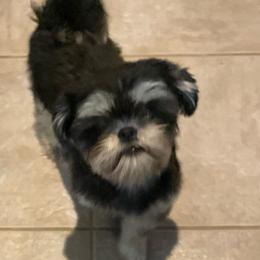 Gidget - Shih Tzu