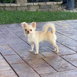 Bubbles - Chihuahua