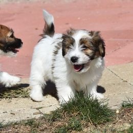 Nutmeg Boy 5 - White and tan male Russell Terrier puppy in Middletown, Virginia from DBF Russell Terriers