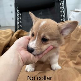 Pembroke Welsh Corgi Puppies from OVR Corgis