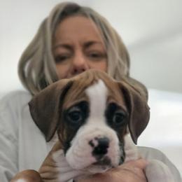 Boxer Puppies from Fleming Pups
