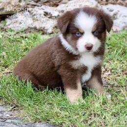 Mopsy - Red tri female Miniature Australian Shepherd puppy in Evant, Texas from Lazy VT Bar Ranch