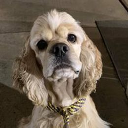 Cocker Spaniels from 18k Cockers