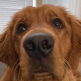 Golden Retrievers from Goldens of Bend Oregon
