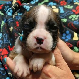 Flim - Brindle male Boxer puppy in Cannon Falls, Minnesota from Pattys Boxers and Bulldogs