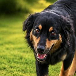 Calli - Australian Shepherd
