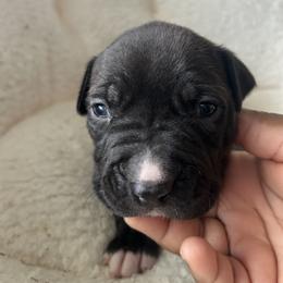 Draco - Seal brown male American Pit Bull Terrier puppy in Frederick, Maryland from •Wyngate Pits•