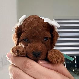 Peaches - Red  female Goldendoodle puppy in Miami, Florida from Haus of Pawz