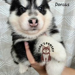 Dorcas Leigh - Black and white female Pomsky puppy in Blaine, Minnesota from Yuna's Pomsky