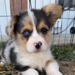 Boy 1 - Blue male Pembroke Welsh Corgi puppy in Beggs, Oklahoma from Blue Diamond Corgi’s