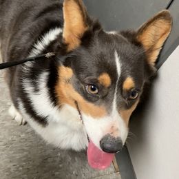 Penny - Pembroke Welsh Corgi