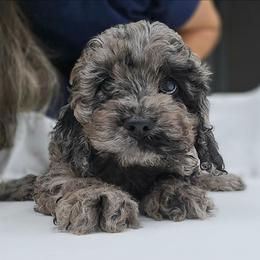 Mia - Merle female Cockapoo puppy in New Jersey from Teddy Bear Cockapoos