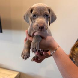 Covey - Blue Collar - Silver gray male Weimaraner puppy in Riverside, Utah from Blue Phantom Kennels