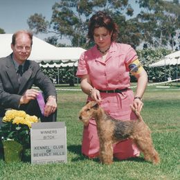 Lakeland Terriers from Wardrum
