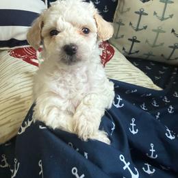 Arctic - White female Maltipoo puppy in Scott, Arkansas from Legacy's Litters