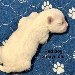 Red boy - White and buff male Bichon Frise puppy in Lavon, Texas from Sissy’s Heavenly Paws
