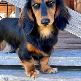 Wynnie - Dachshund