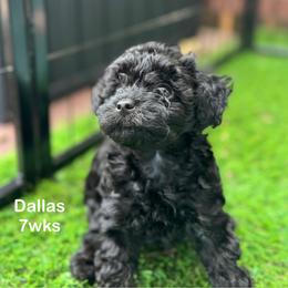 Dallas - Black female Yorkipoo puppy in Waldorf, Maryland from Luv My Yorkies, LLC
