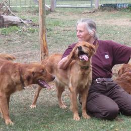 Golden Retrievers from Thornfield Farm Goldens